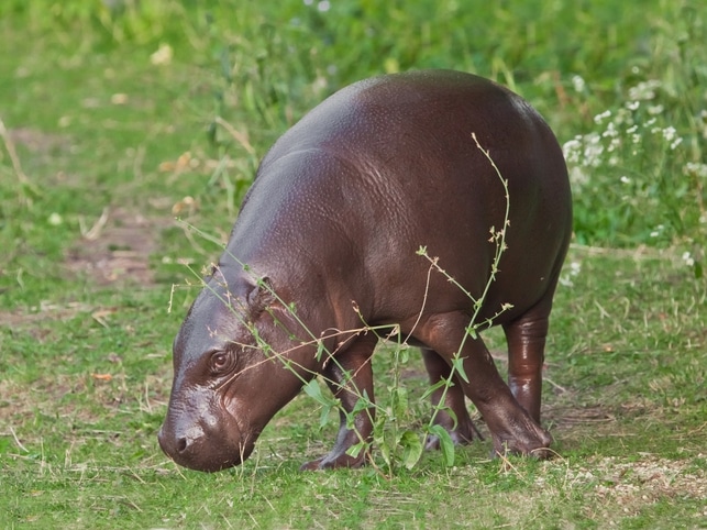 Pygmäen-Nilpferd - Sierra Leone