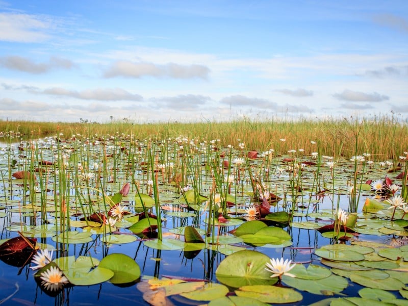 Seerosen im Okavango-Delta - Botswana