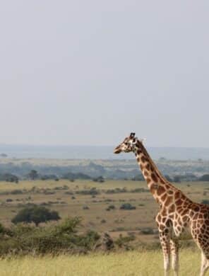 Giraffe - Murchison Falls - Uganda