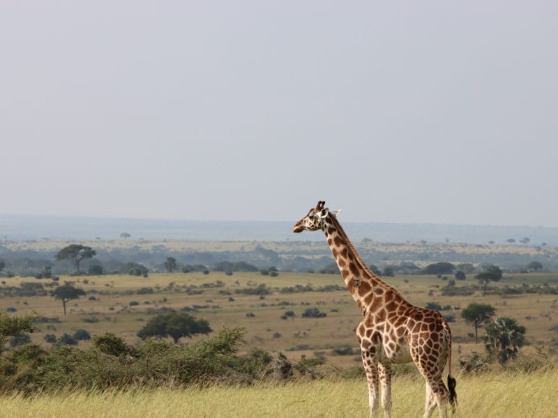Giraffe - Murchison Falls - Uganda