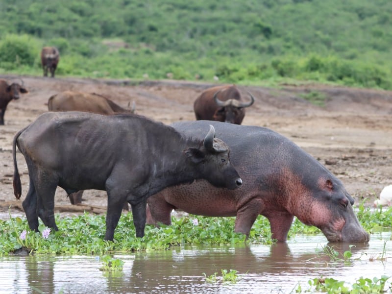 Hippo & Büffel - Kazinga - Uganda