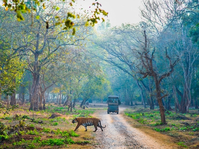 Tiger auf Safari - Nagarahole - Indien