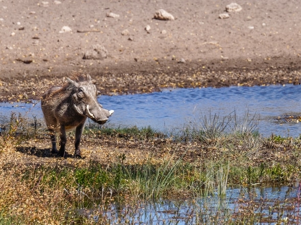 Warzenschwein - Onguma Reserve - Namibia