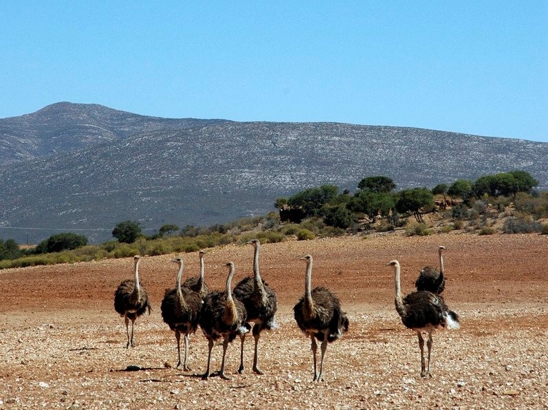 Ostriches in Oudtshoorn