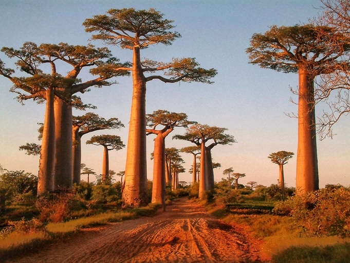 Allee der Baobabs - Madagaskar