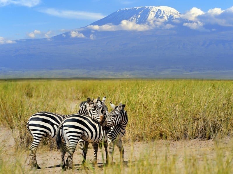 Zebras - Kilimandscharo - Tansania