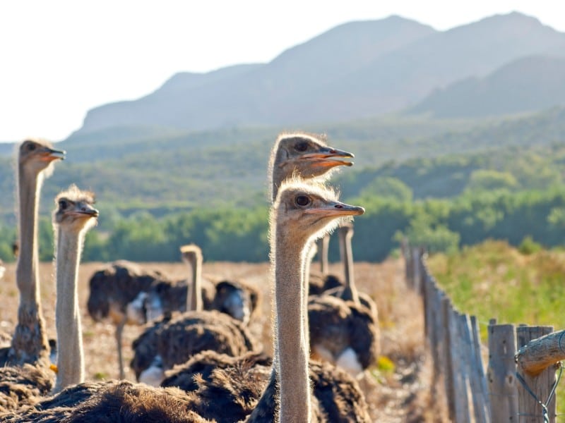 Straußenfarm