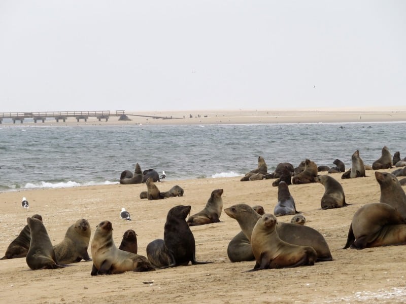 Seals in Swakopmund