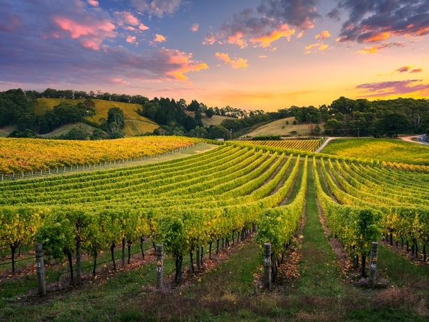 Weinberge - Adelaide Hills - Australien