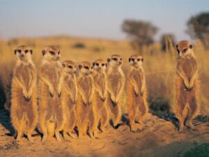 Suricate Kalahari Desert, Botswana