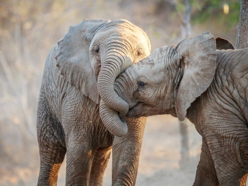 Elefanten - Krüger NP - Südafrika