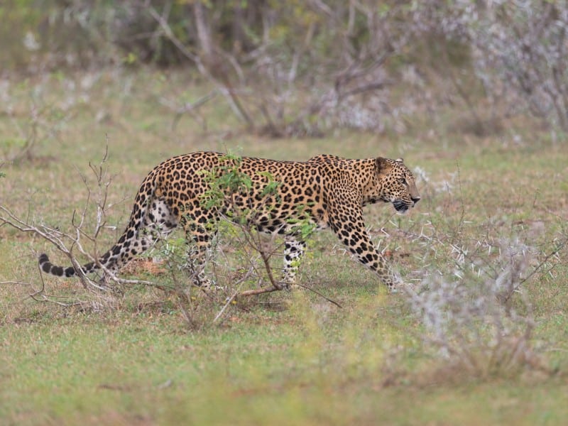 Leopard-Yala NP-Sri Lanka
