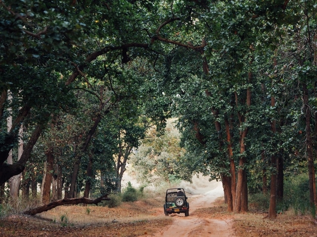 Safari-Jeep - Indien