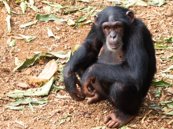 Schimpanse - Tacugama - Sierra Leone
