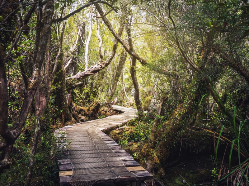 Wanderweg im Nationalpark Chiloé