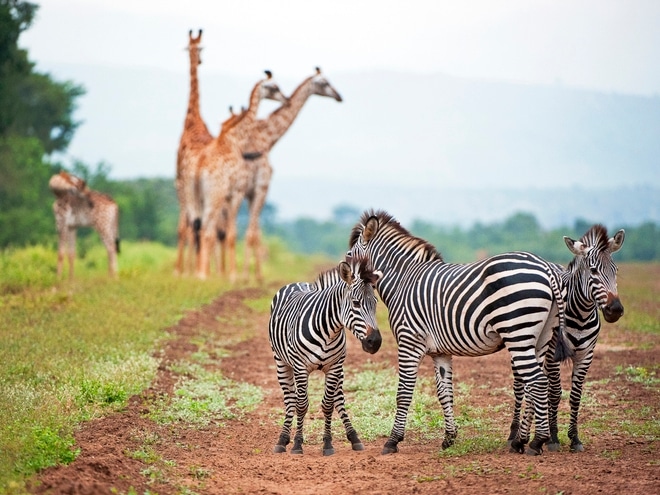 Wildtiere - Majete Reservat - Malawi