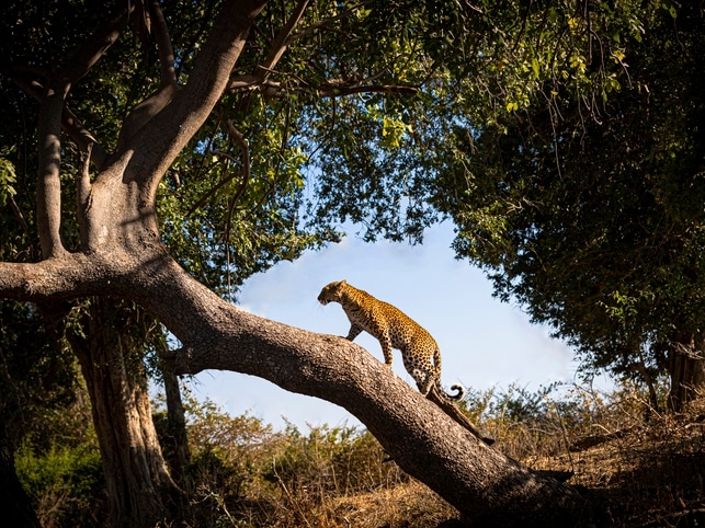 Leopard beim Klettern - Sambia