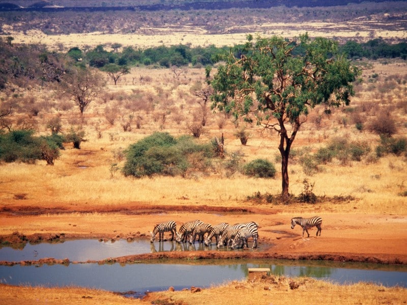 Kilaguni Wasserloch - Tsavo NP - Kenia