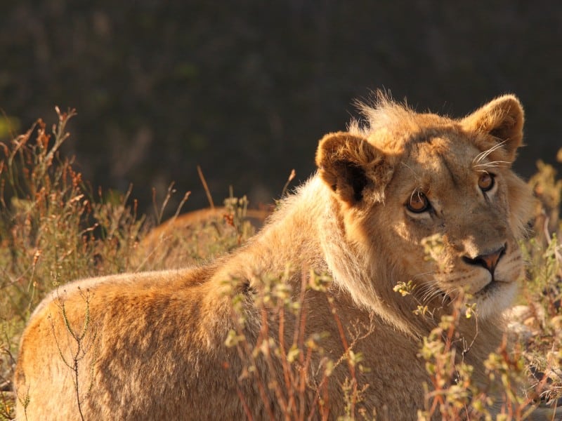Natürlich mit Kindern – Tiere und Natur
