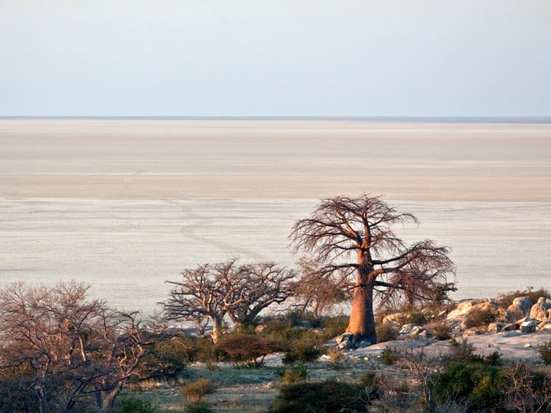 Baobab Bäume - Makgadikgadi - Botswana