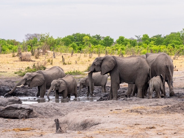 Elefanten - Hwange NP - Simbabwe