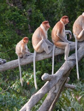 Nasenaffen - Borneo - Malaysia