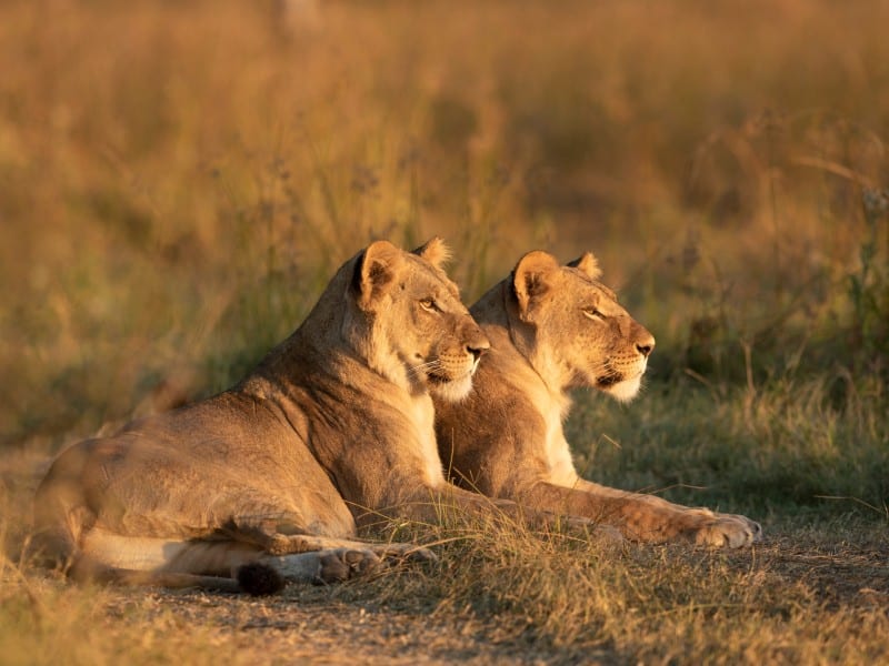 Löwen -Khwai-Okavango-Delta - Botswana