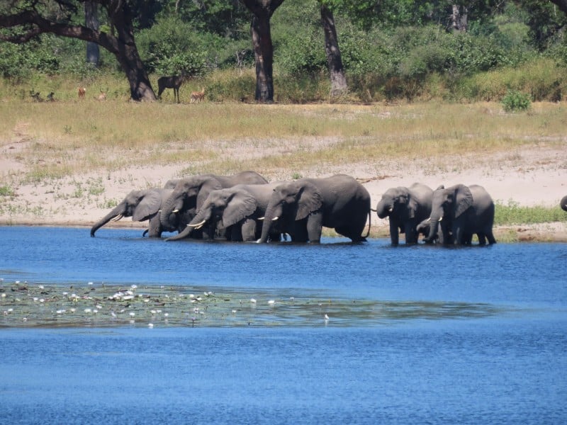 Elefanten - Bwabwata - Namibia