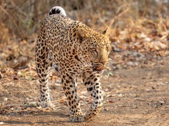 Leopard überquert Straße - Sambia