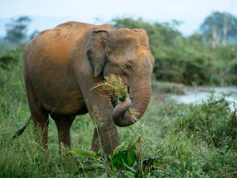 Elefant-Udawalawe-NP-Sri Lanka