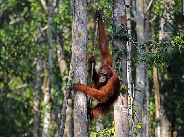 Orang-Utan - Tanjung Puting - Indonesien