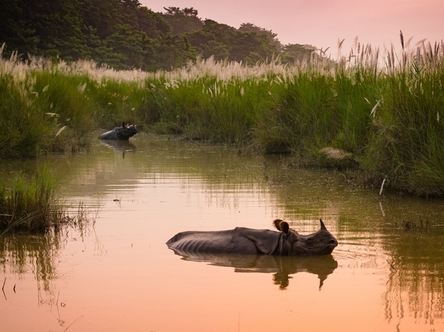 Badende Nashörner - Chitwan NP - Nepal