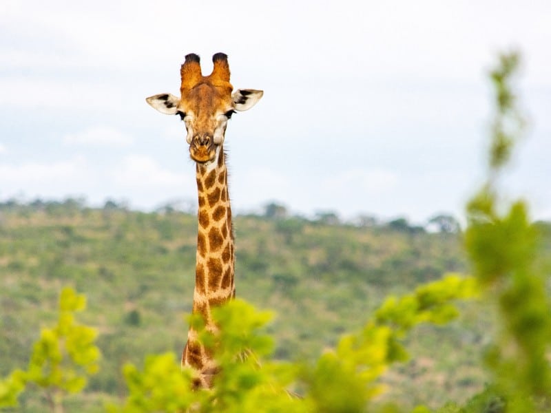 Giraffe-Hluhluwe Umfolozi Park-SA