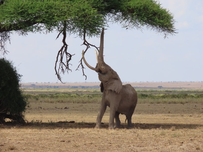 Elefant - Amboseli - Kenia
