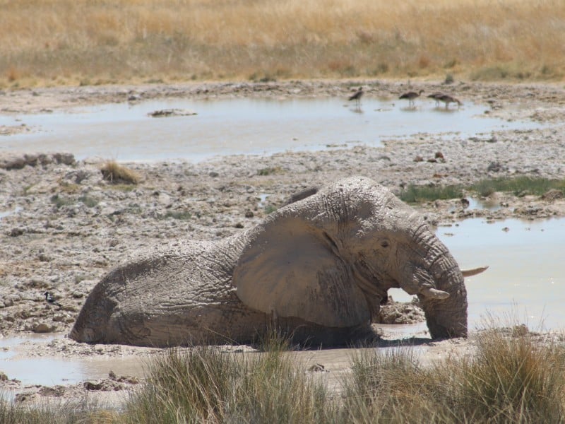 Elefant im Schlammbad - Etosha - Namibia