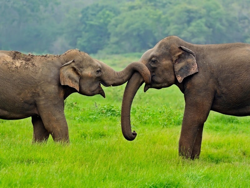 Elephant- Insel-Sri Lanka