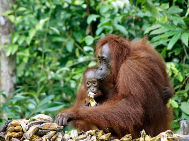 Orang-Utans - Tanjung Puting -Indonesien