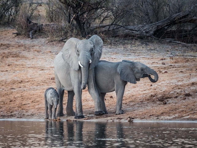 Elefanten - Okavango-Fluss - Namibia