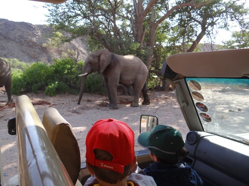 Wüstenelefanten - Pirschfahrt - Namibia