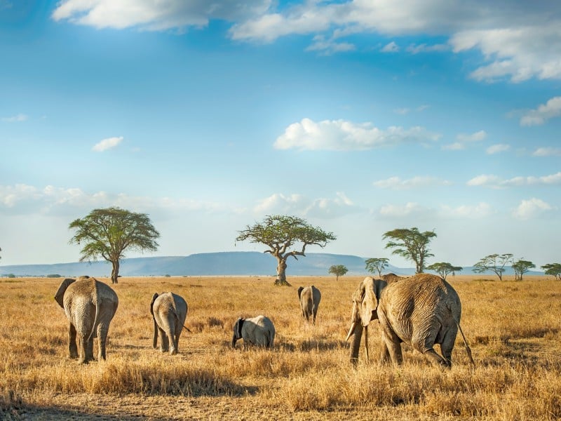 Naturhelden-Reise – Die große Tierwanderung