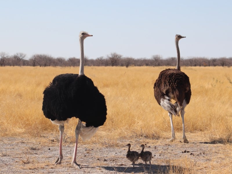 Strauße - Etosha - Namibia