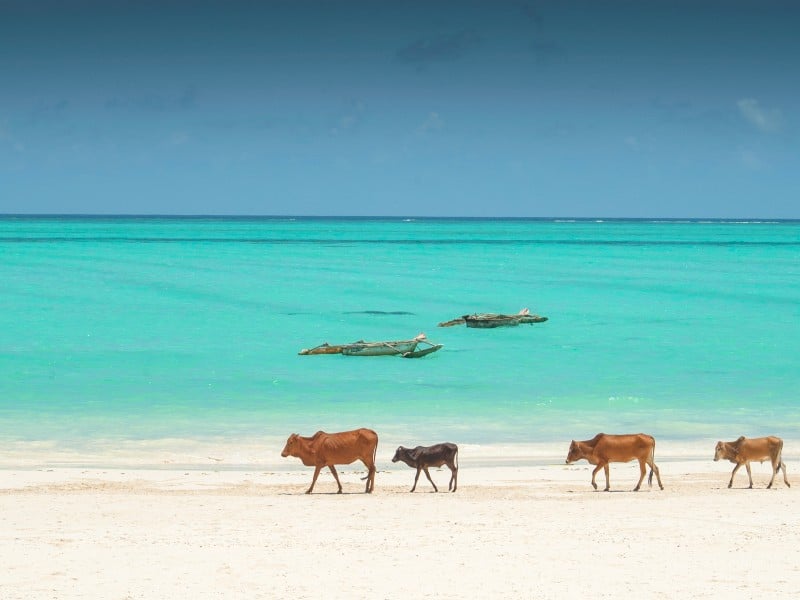 Naturhelden-Reise – Durch das wilde Naturparadies Tansania