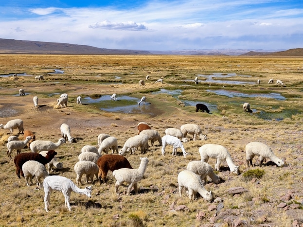 Alpakas - Arequipa Region - Peru