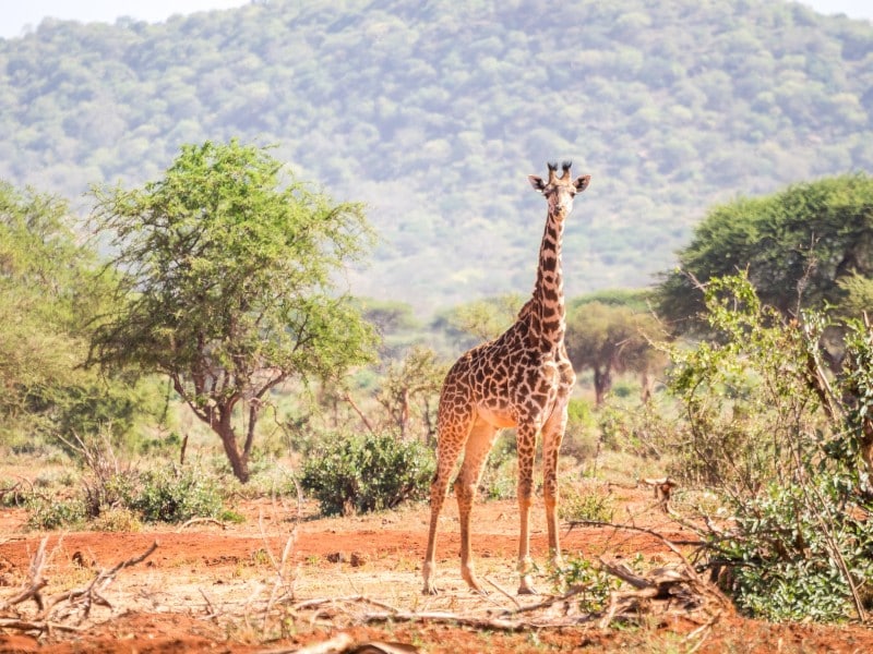 Giraffe - Tsavo-West NP - Kenia