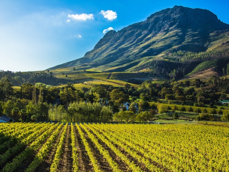 Weinberg-Kapstadt-Südafrika