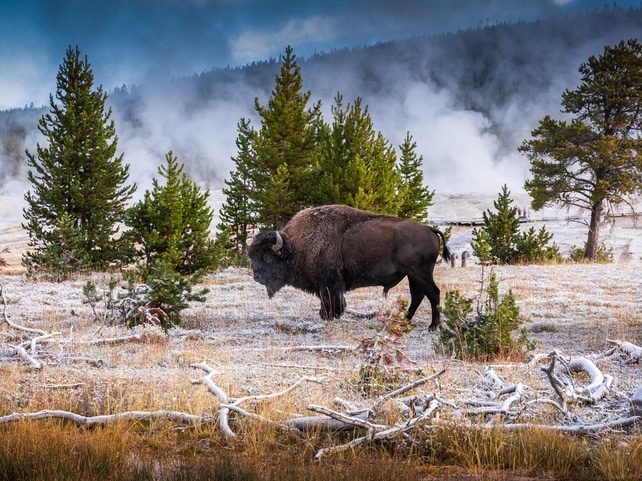 Bison - Old Faithful Geysir - USA