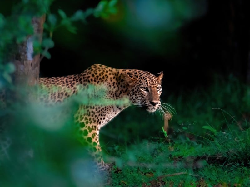 Leopard - Sri Lanka