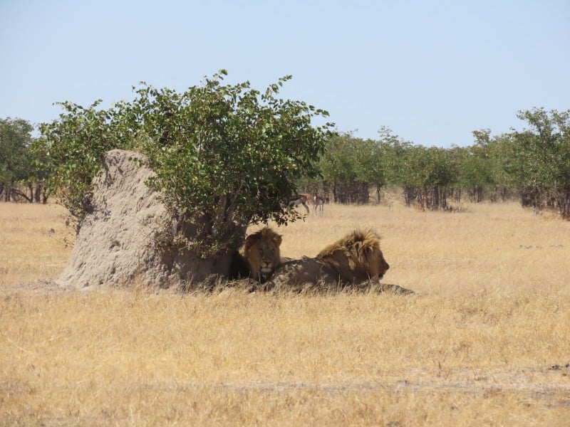 Löwenmännchen - Etosha - Namibia