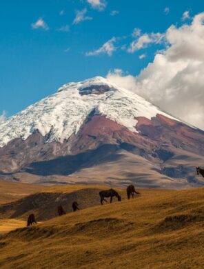 Pferde & Vulkan - Cotopaxi - Ecuador
