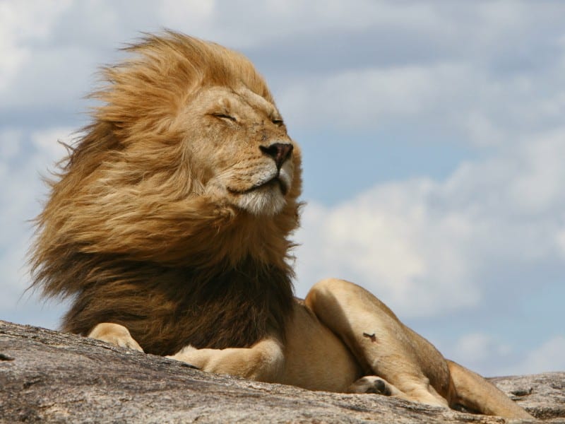 Löwe - Serengeti - Tansania